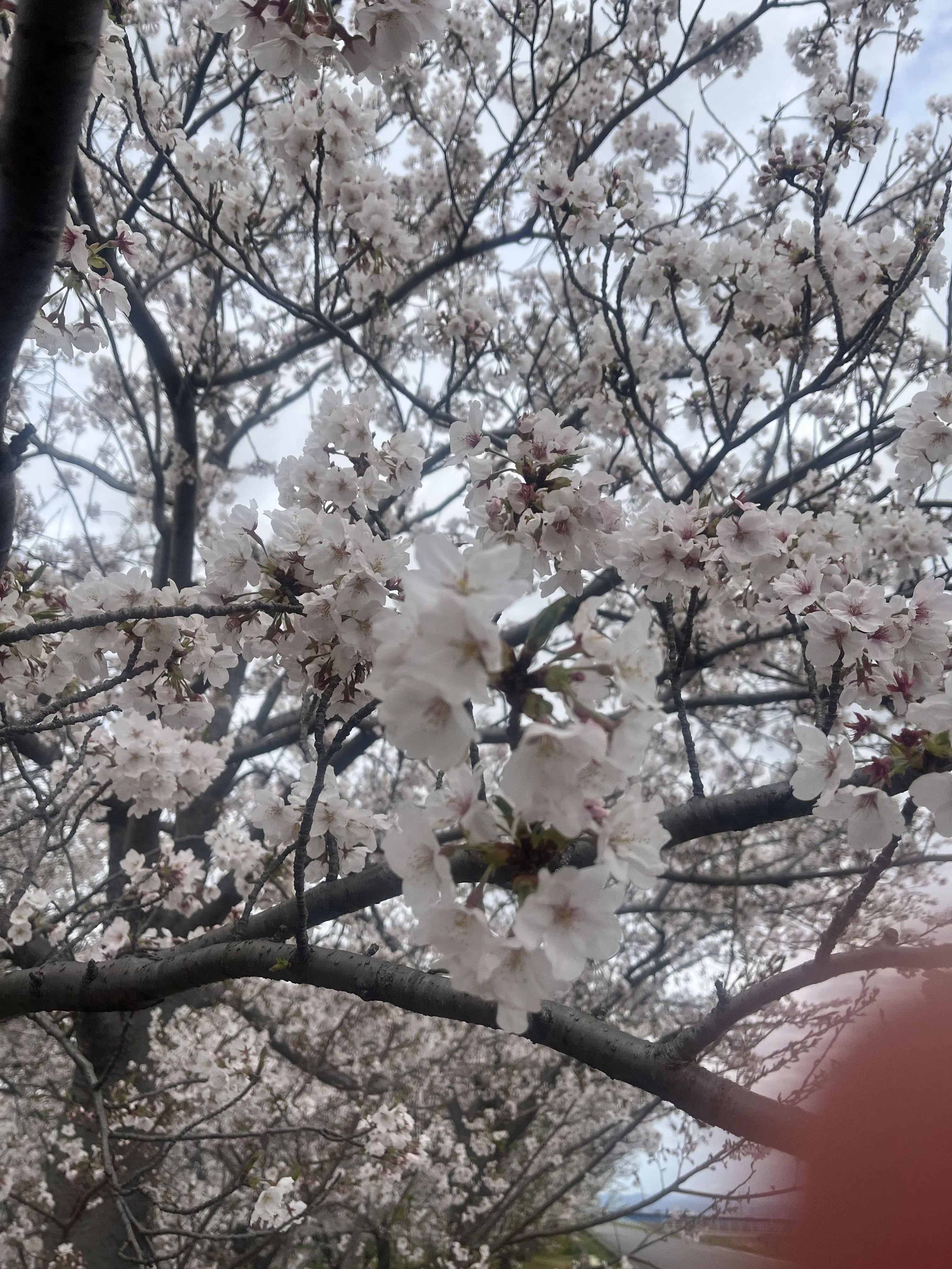 miruru_0304의 私転校します！