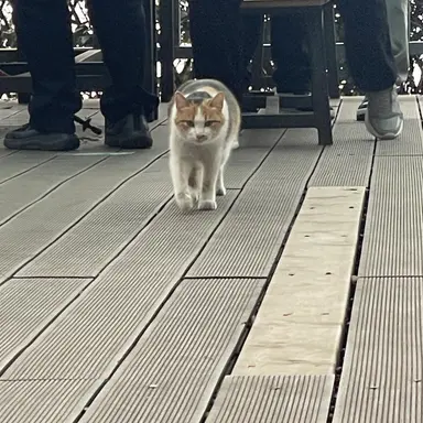 Profile image of 여우