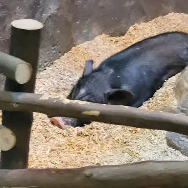 Profile image of 고나래