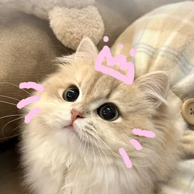 Profile image of 채원