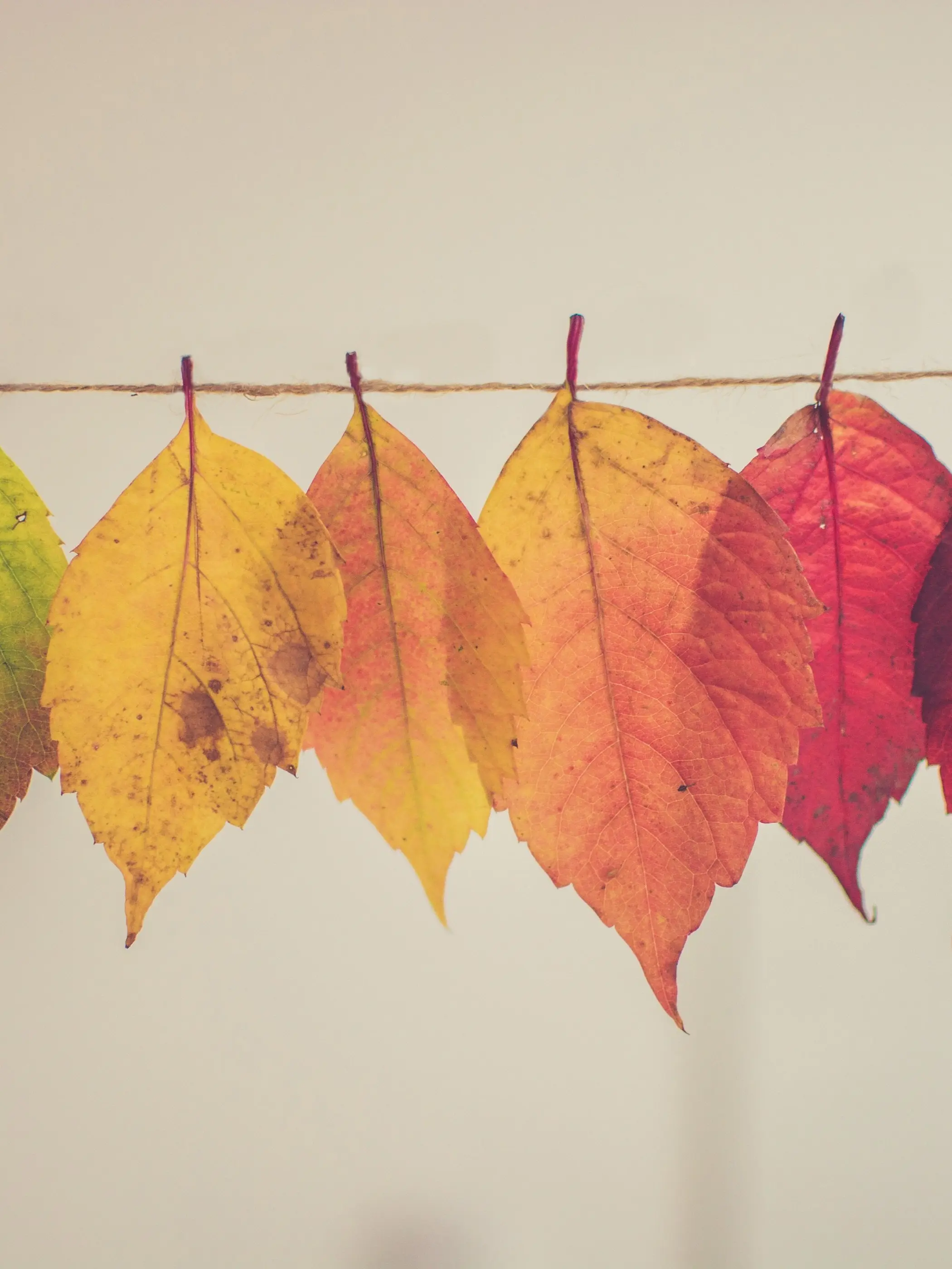 Kkokio의 놀림-《귀멸의 칼날 주들》