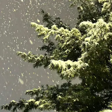 Profile image of 여우