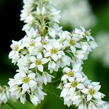 Profile image of 코마