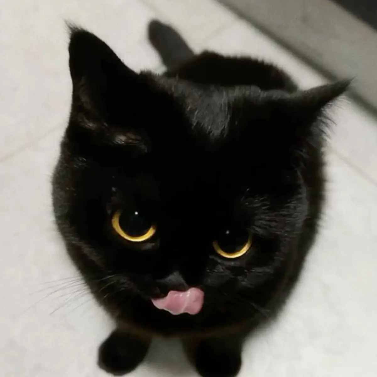 kouhukuron의 たいせつ