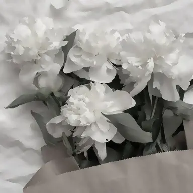 Profile image of 아누