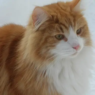 Profile image of みこ