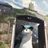 냥이