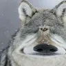 Profile image of 사와무라 늑대