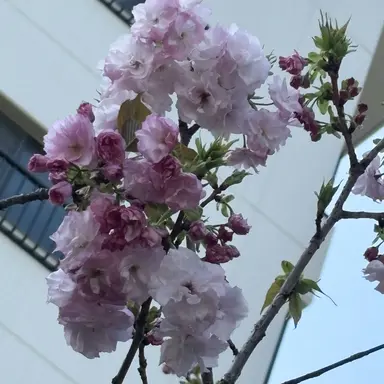 Profile image of 蛭沼　灯