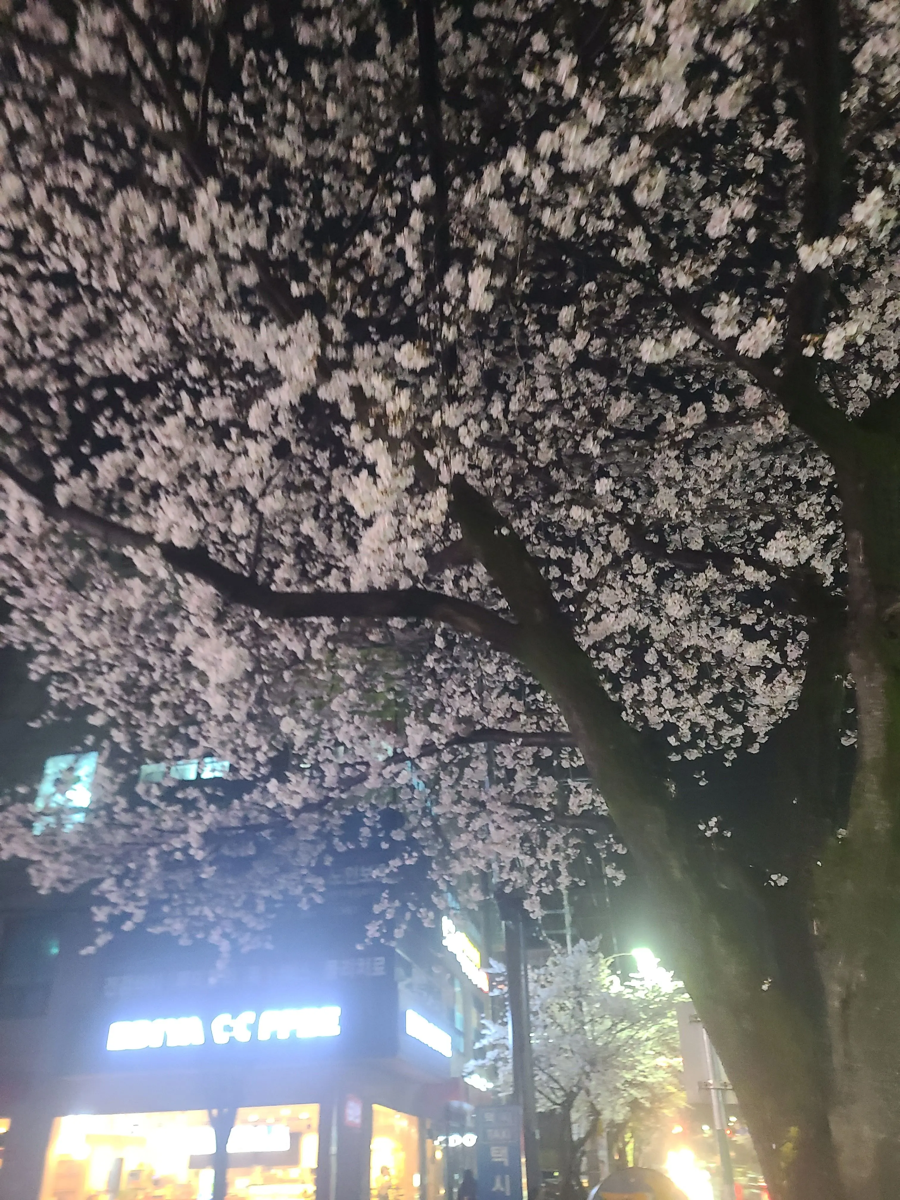 WidePika1344의 비스트와 에션 선생님