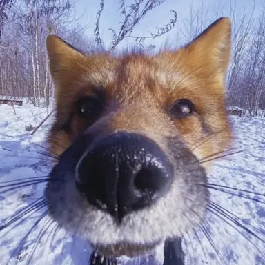 Profile image of Fox