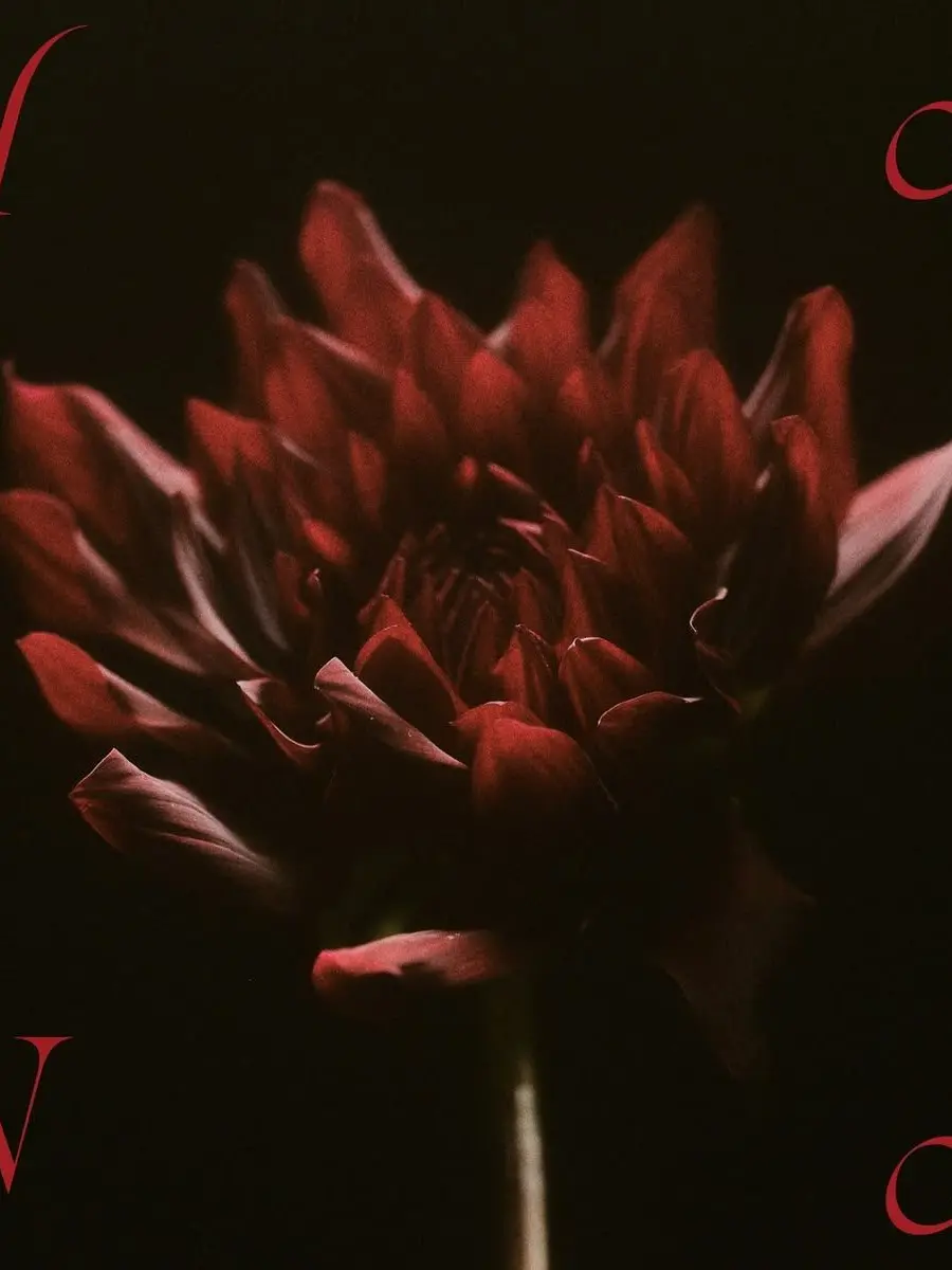 hanahoney87821의 CHIKAに愛されてます