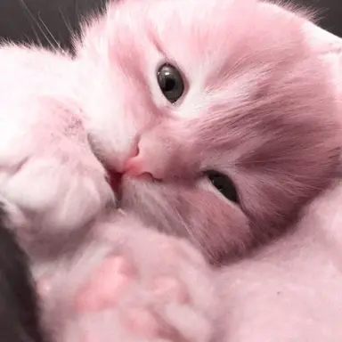 Profile image of 이터널슈가