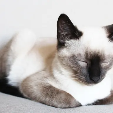Profile image of Cinnamon
