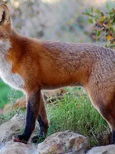 SavoryHyena8426의 고프와,팀나빠는 당신을 배신한다!?