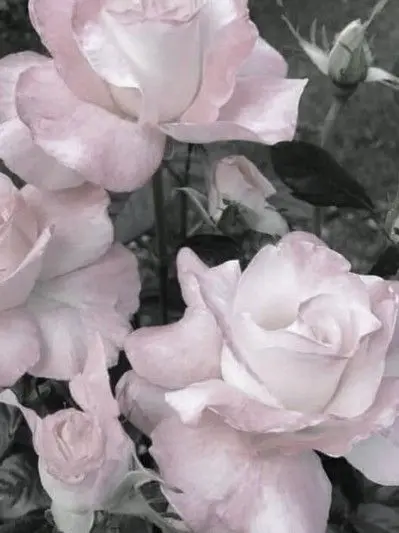 XoX....의 死にに来た君と、散歩していただけの私。