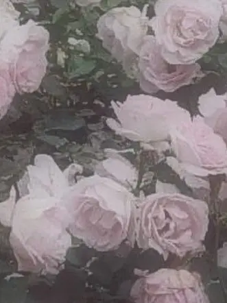 XoX....의 幻覚より現実の方が残酷だった