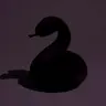 Profile image of 니키