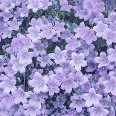 Profile image of 멜로우
