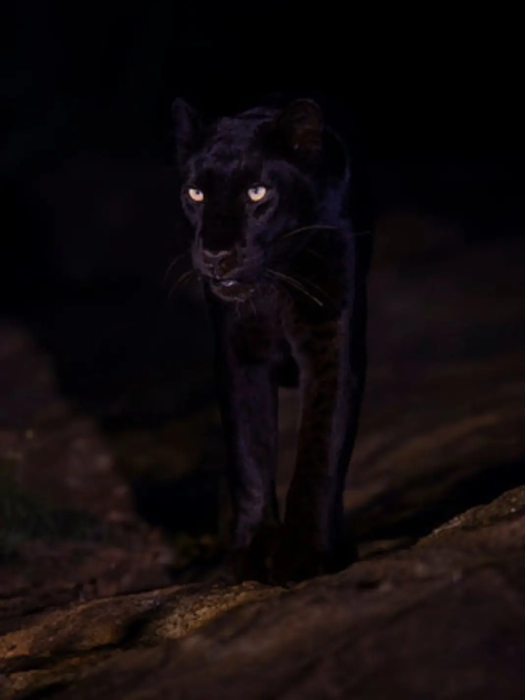 BouncyEagle6188의 흑표 백창기