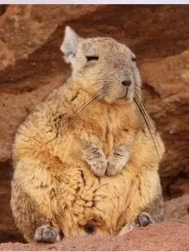 BoringPasta5900의 ただたに眠い動物