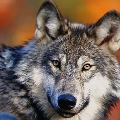 Profile image of 늑대