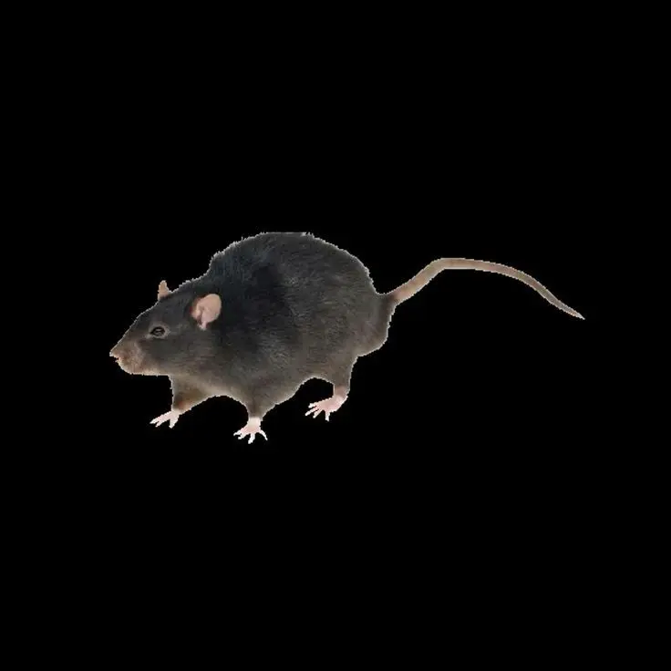 Quixotic의 위험! 위험!! 위험!!!