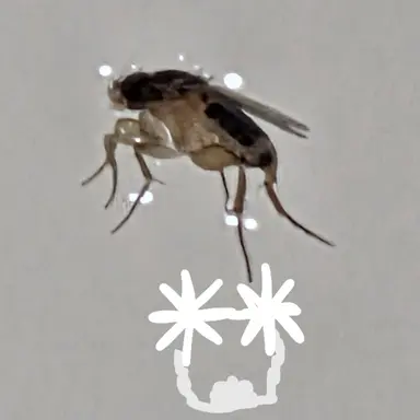 Profile image of 중대장 파리