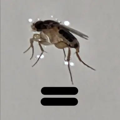 Profile image of 일병 파리