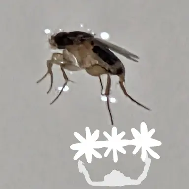 Profile image of 대대장 파리