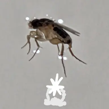 Profile image of 소대장 파리