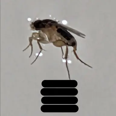 Profile image of 병장 파리