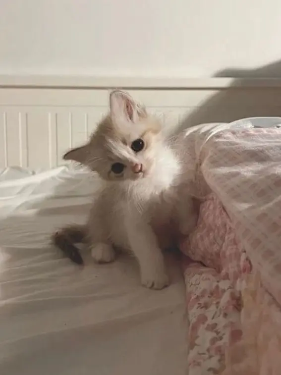 LonelySwine5746의 貴方を溺愛する幼なじみ