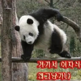 Profile image of 판다