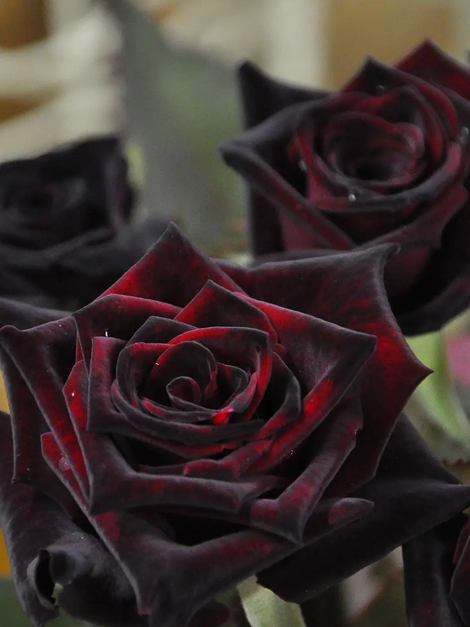 RareWing0952의 hanaと兄弟姉妹！！