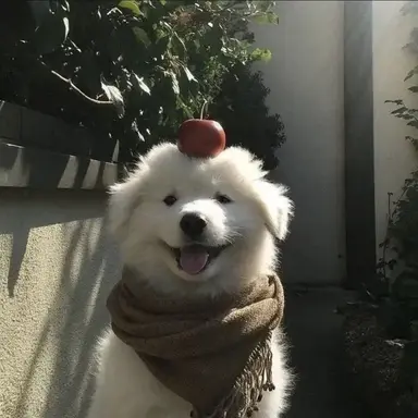 Profile image of 몽실이