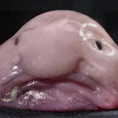 Profile image of 여우