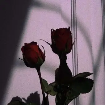 Profile image of 강 월