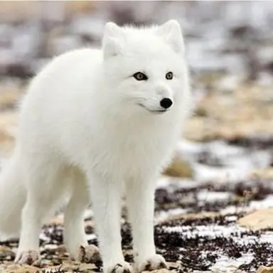 Profile image of 북여우