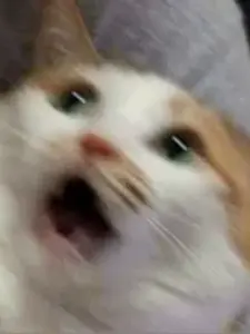 SalmonPound6471의 로제츠