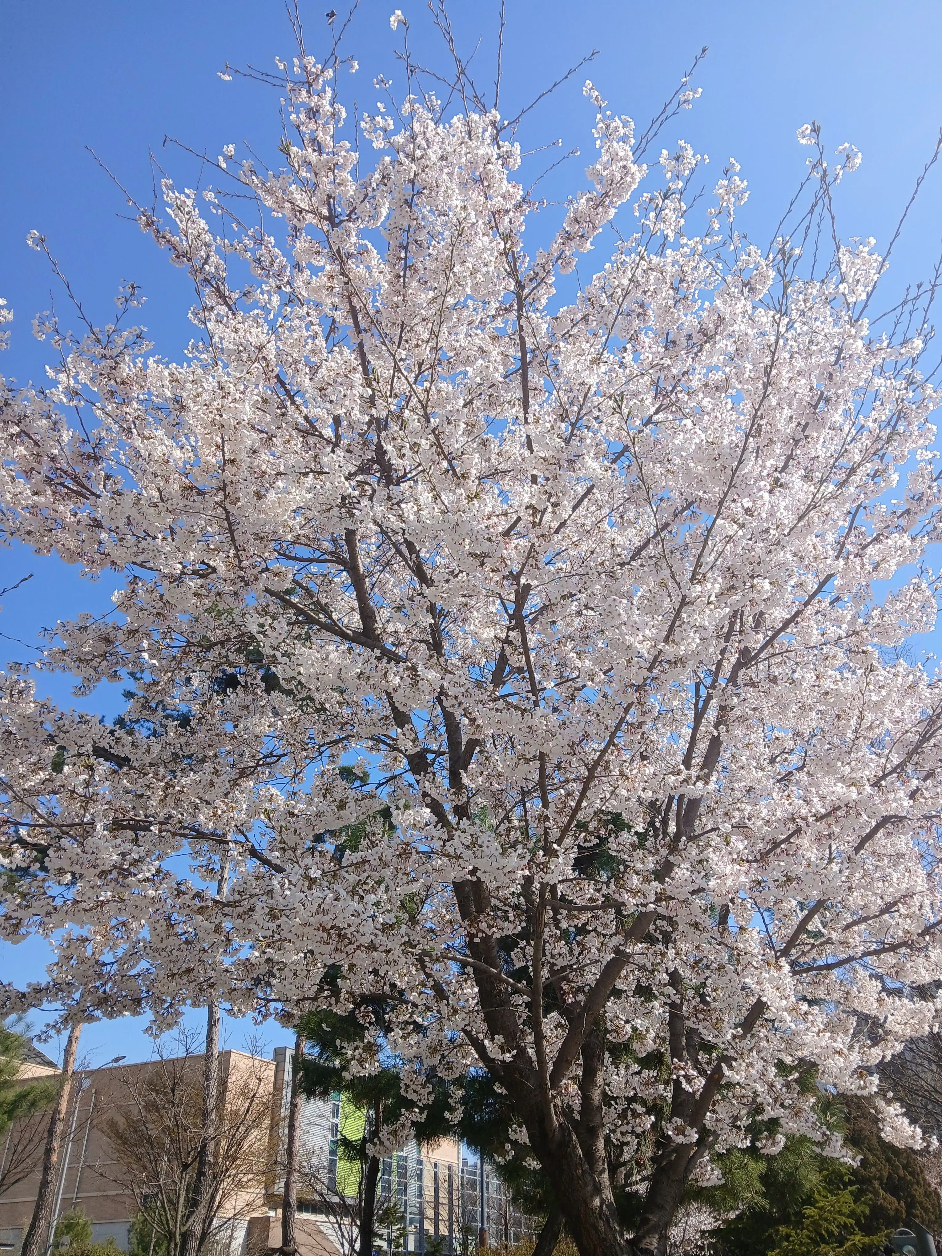 Nature_Butter의 🔮 | 개화기