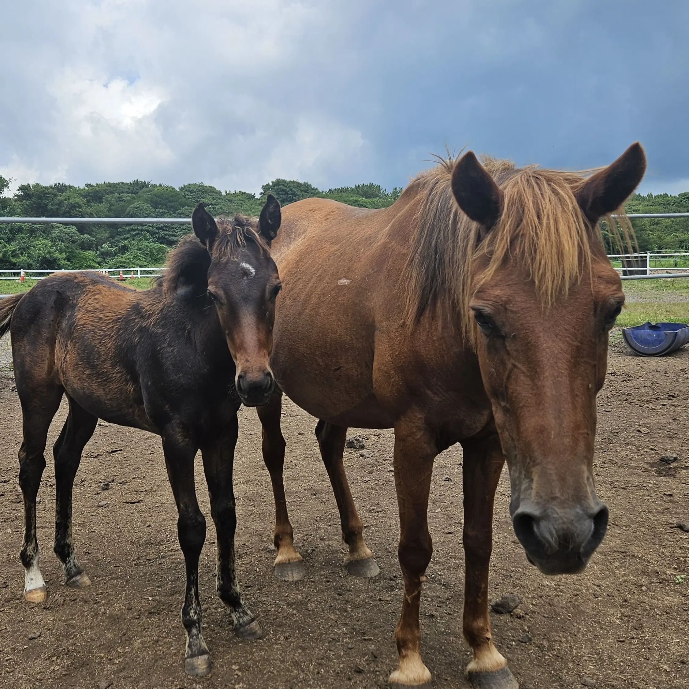 CozyTray9096의 삼다수목장