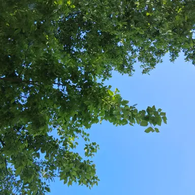 Profile image of ハンミン