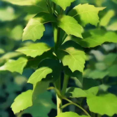 Profile image of ミルキー・トラップ