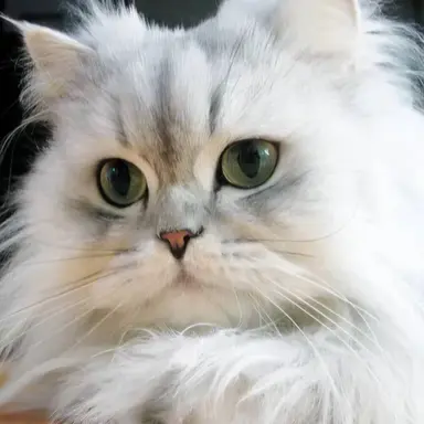 Profile image of Cat