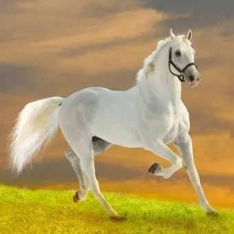 BruteImage8034의 백마