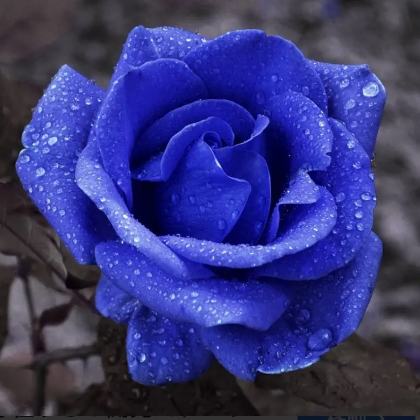 StingyMacaw1801의 狐さん