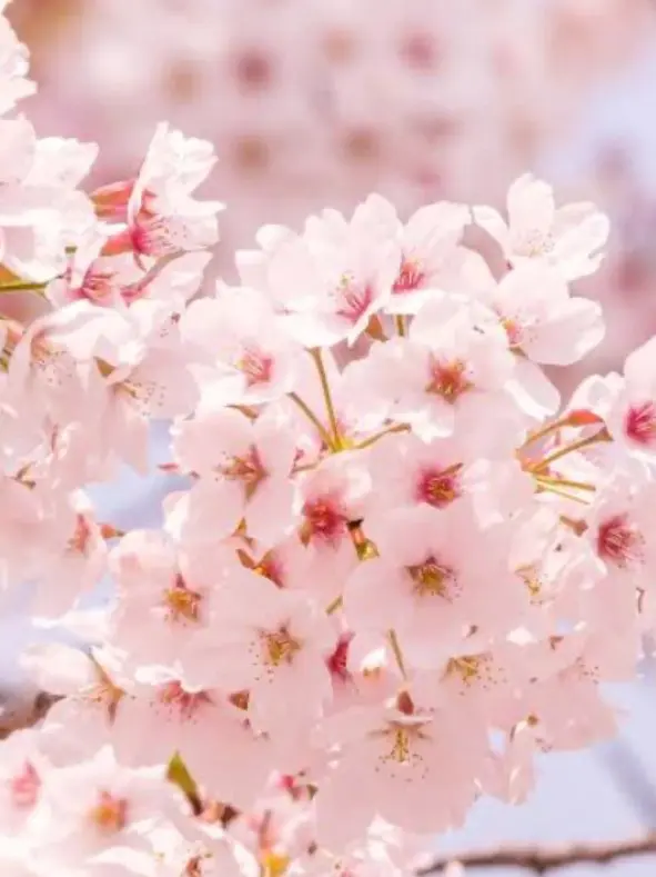 PlainSage8582의 大人気アイドルは彼女の前では冷たい？！