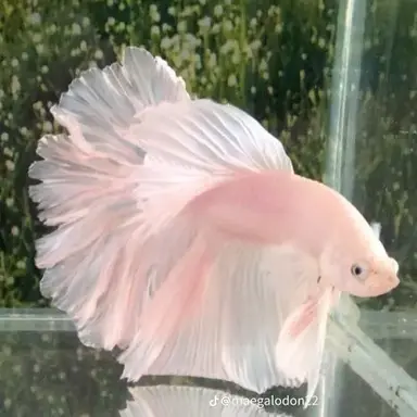 Profile image of 네키나 리코
