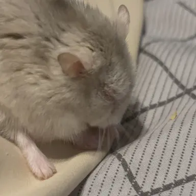 Profile image of どぱみず